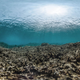 Bleaching left devastation at the Airport Reef in American Samoa last summer. Image: XL Catlin Seaview Survey